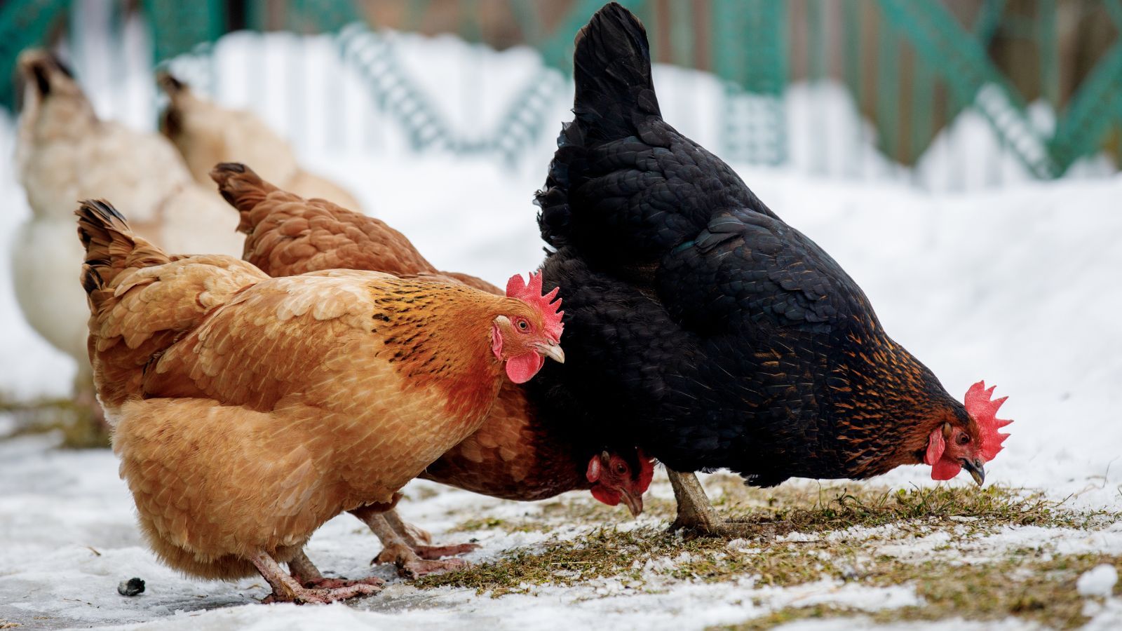 Pokazała czym karmi kury na mrozie i się zaczęło. W sieci poruszenie, nagranie to hit