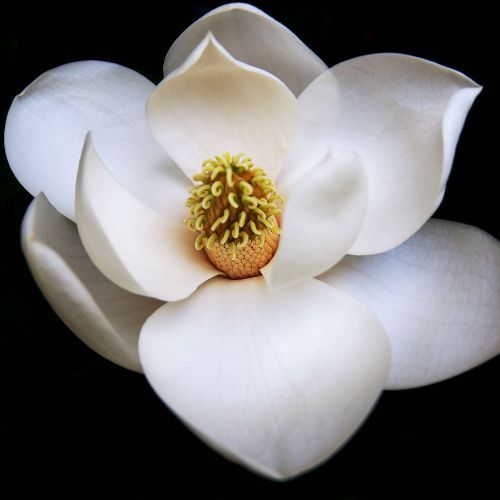 kwiat magnolii.jpg