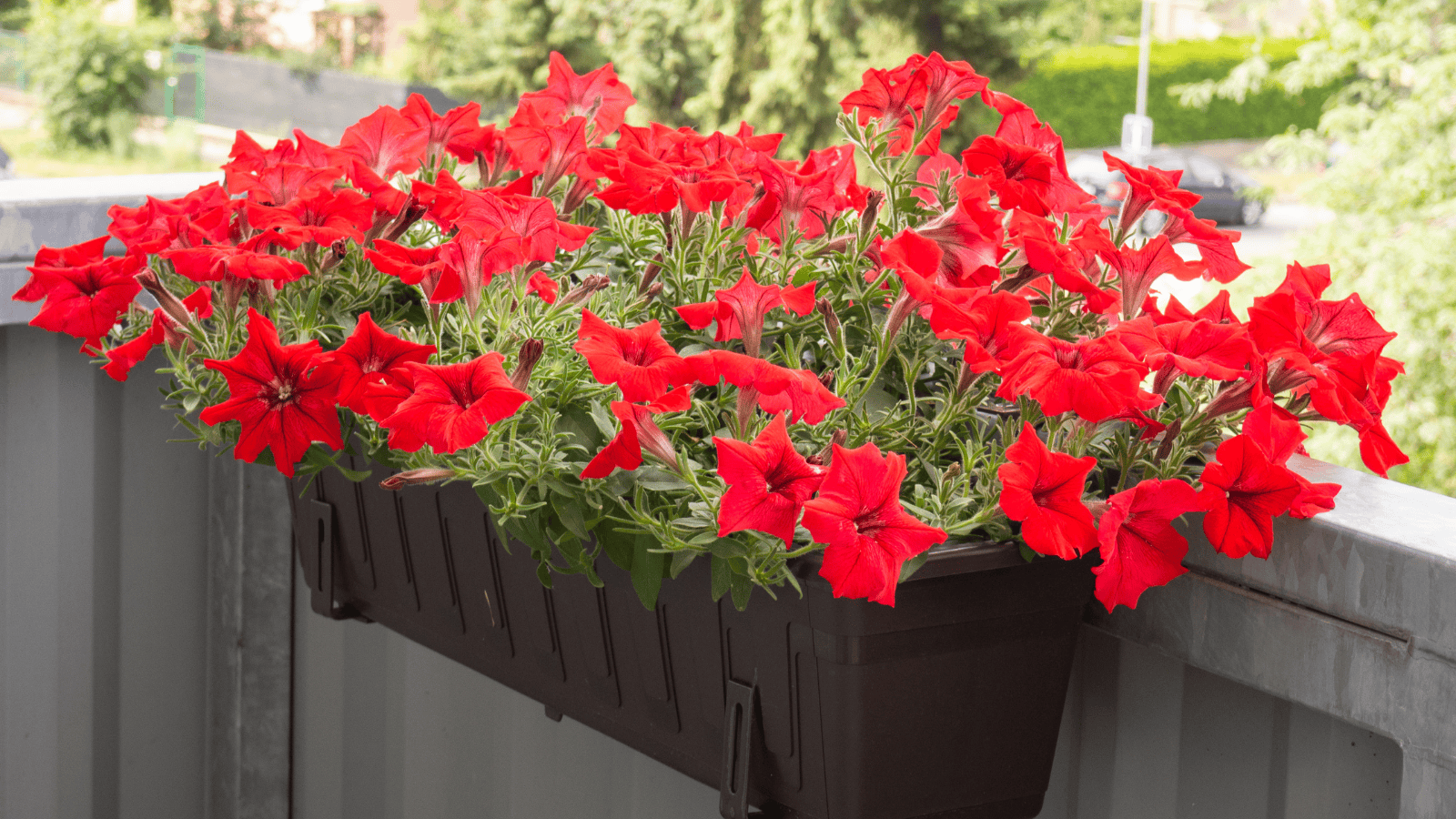 To już koniec roślin doniczkowych? UE szykuje zakaz, który zszokuje miliony Polaków