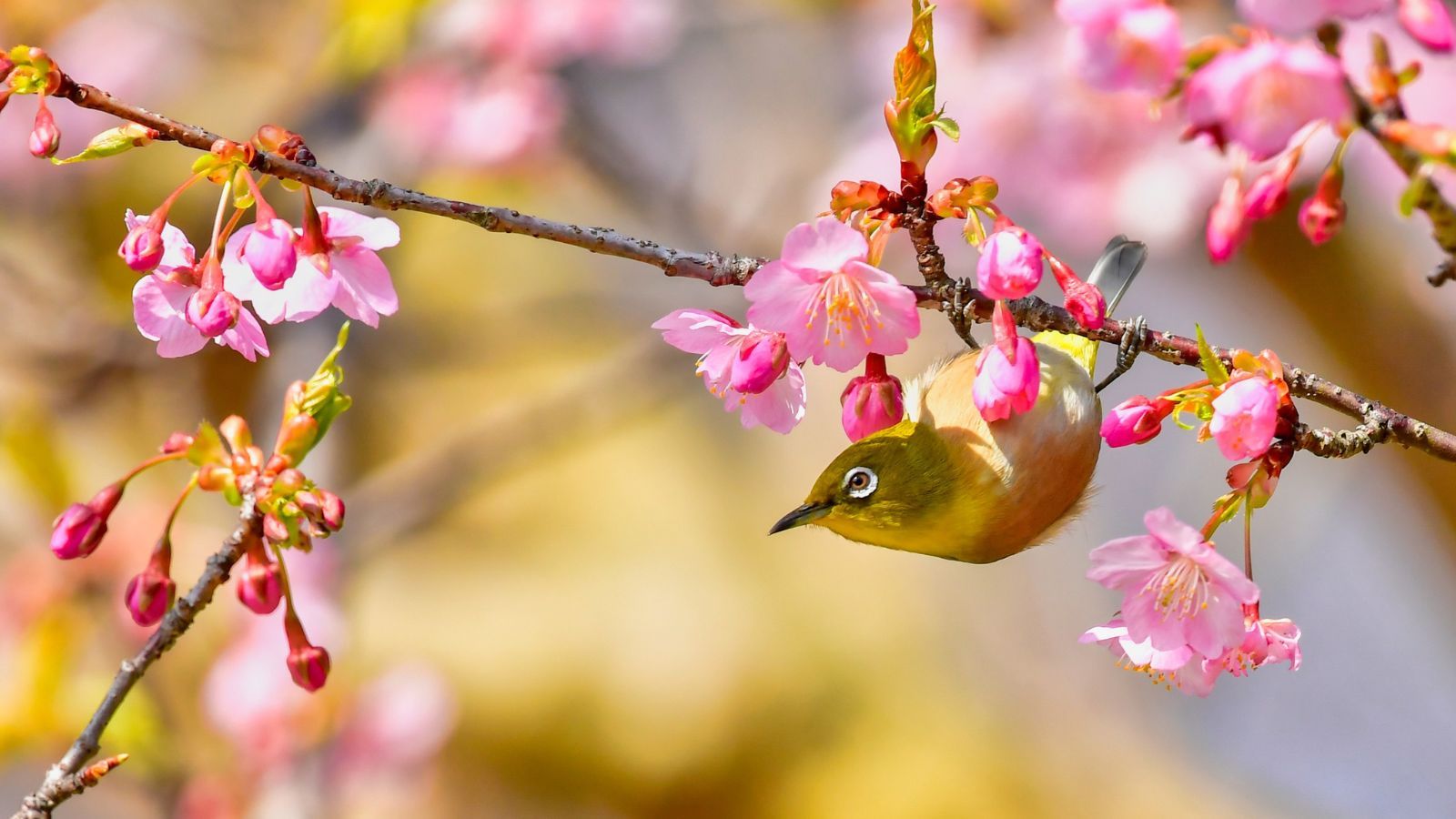 Przyjdzie nagły mróz, a potem fala gorąca. Wskazano datę, synoptycy już wiedzą
