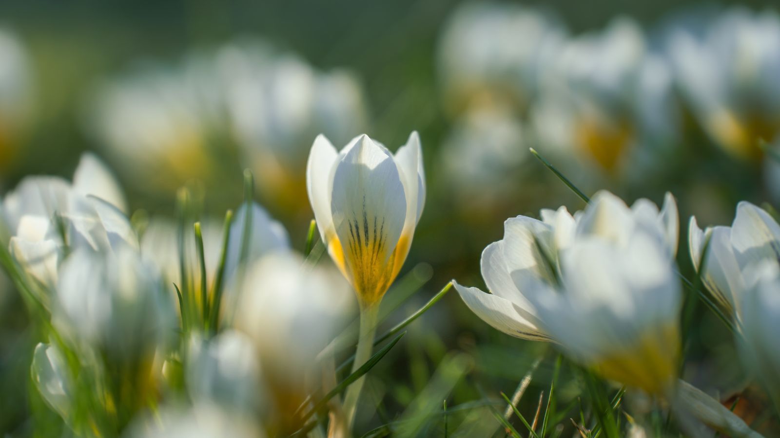 To nie są dobre wieści na Wielkanoc. Pilne ostrzeżenie dla Polaków, nadciągają potężne wichury