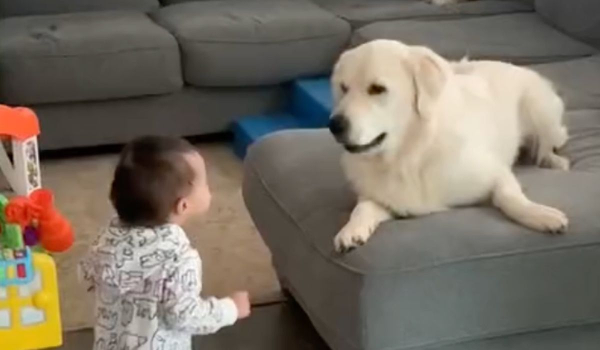 dziecko z psem