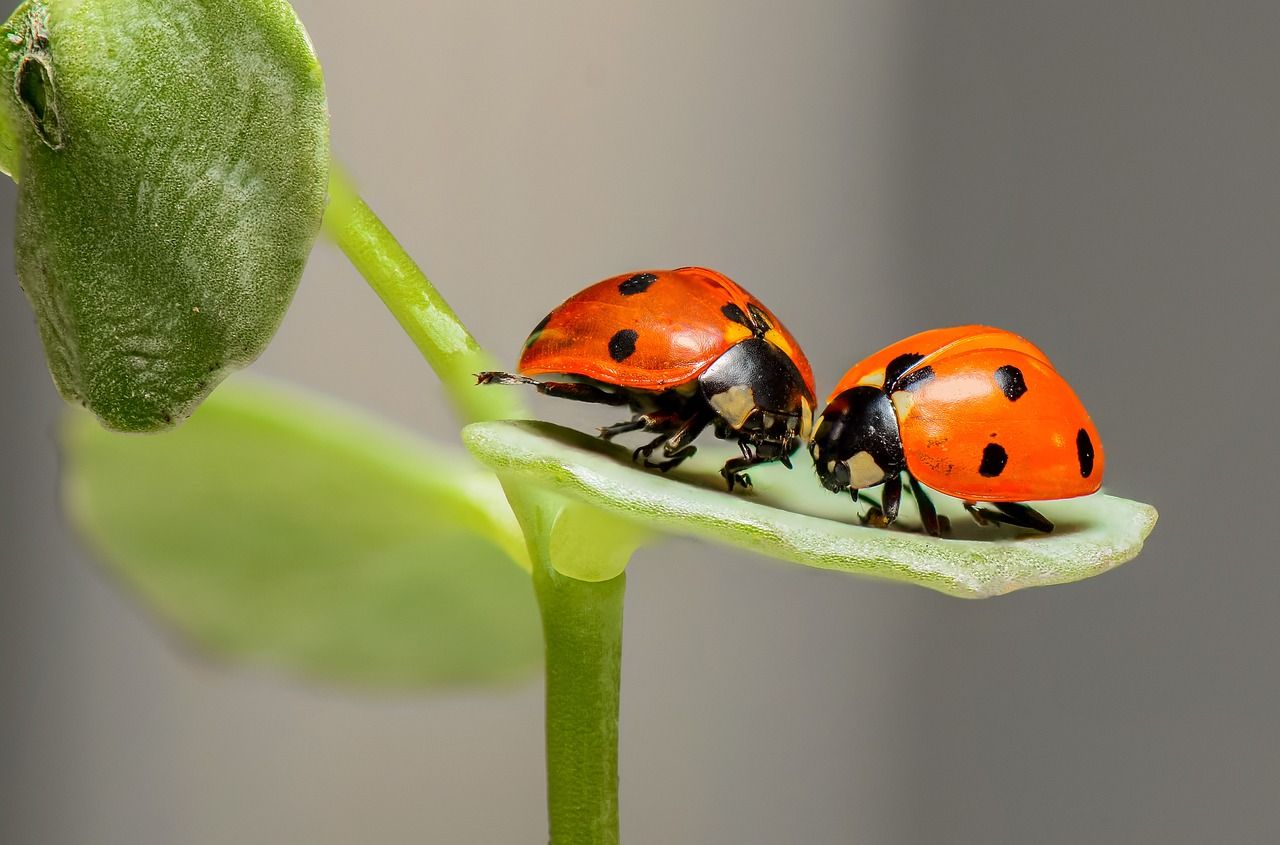 ladybugs-1593406_1280.jpg