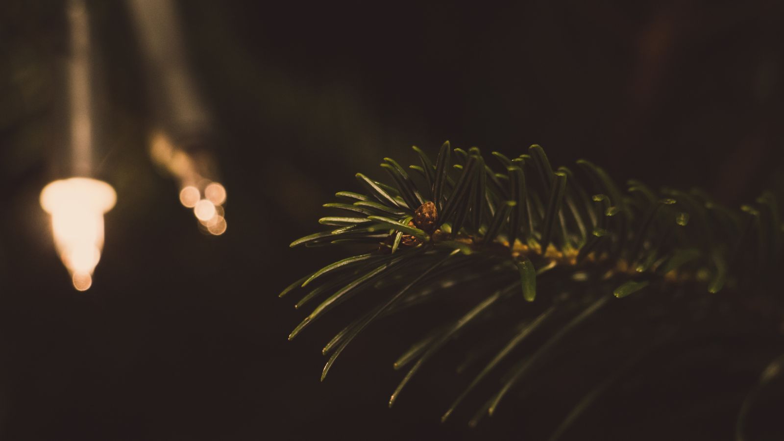 Tam nie wyrzucaj zużytych lampek choinkowych. Mandat może wynieść 5 tys. złotych