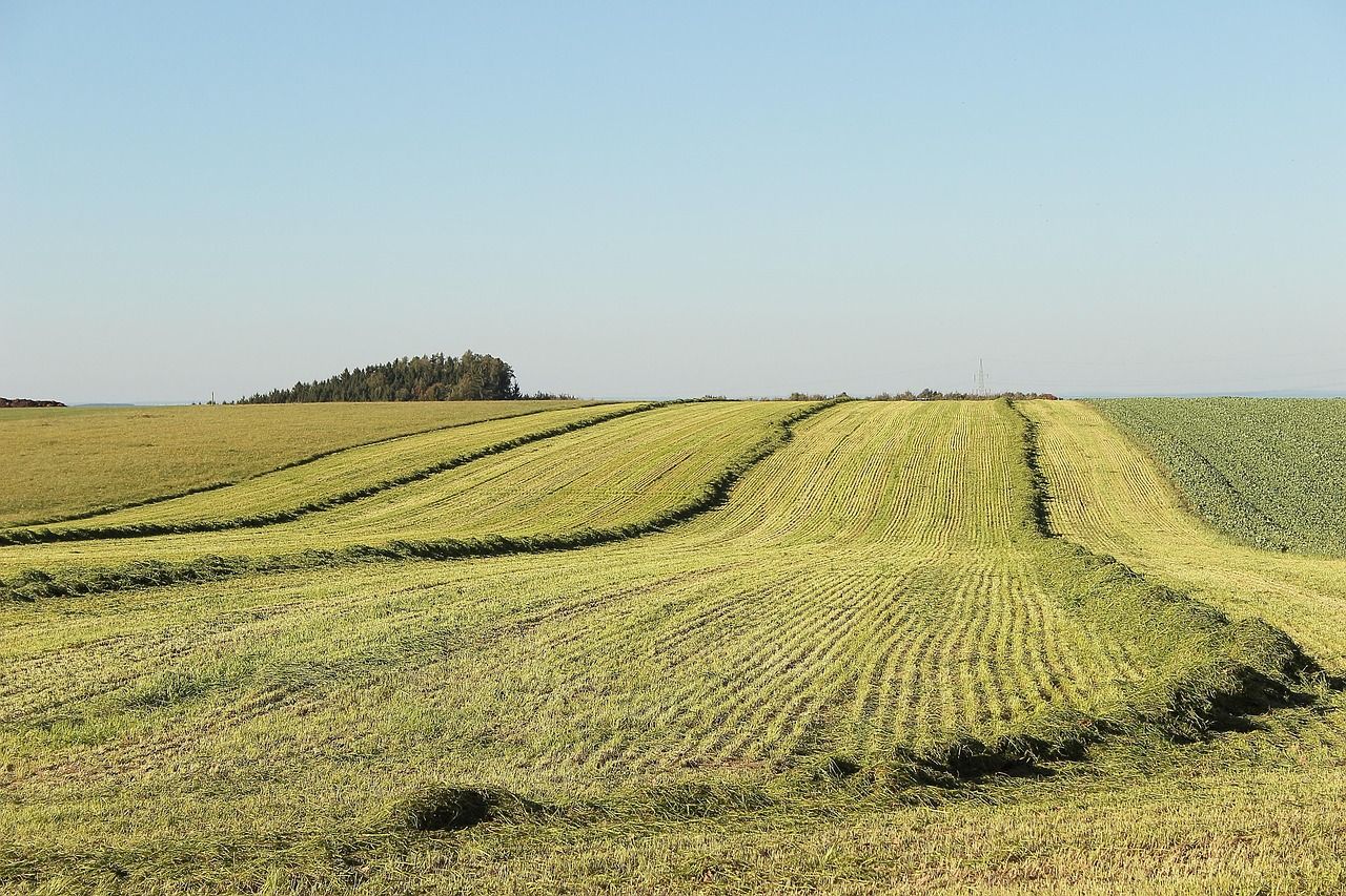 Łąka