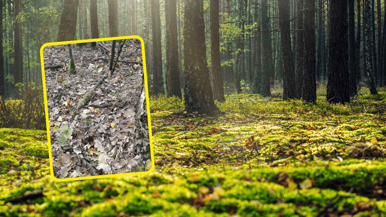 Leśnicy ostrzegają grzybiarzy. Patrzcie pod nogi, czyhają w liściach