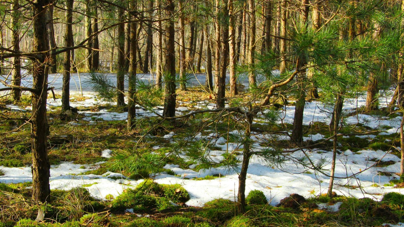 Przyjdzie nagły mróz, a potem fala gorąca. Wskazano datę, synoptycy już wiedzą