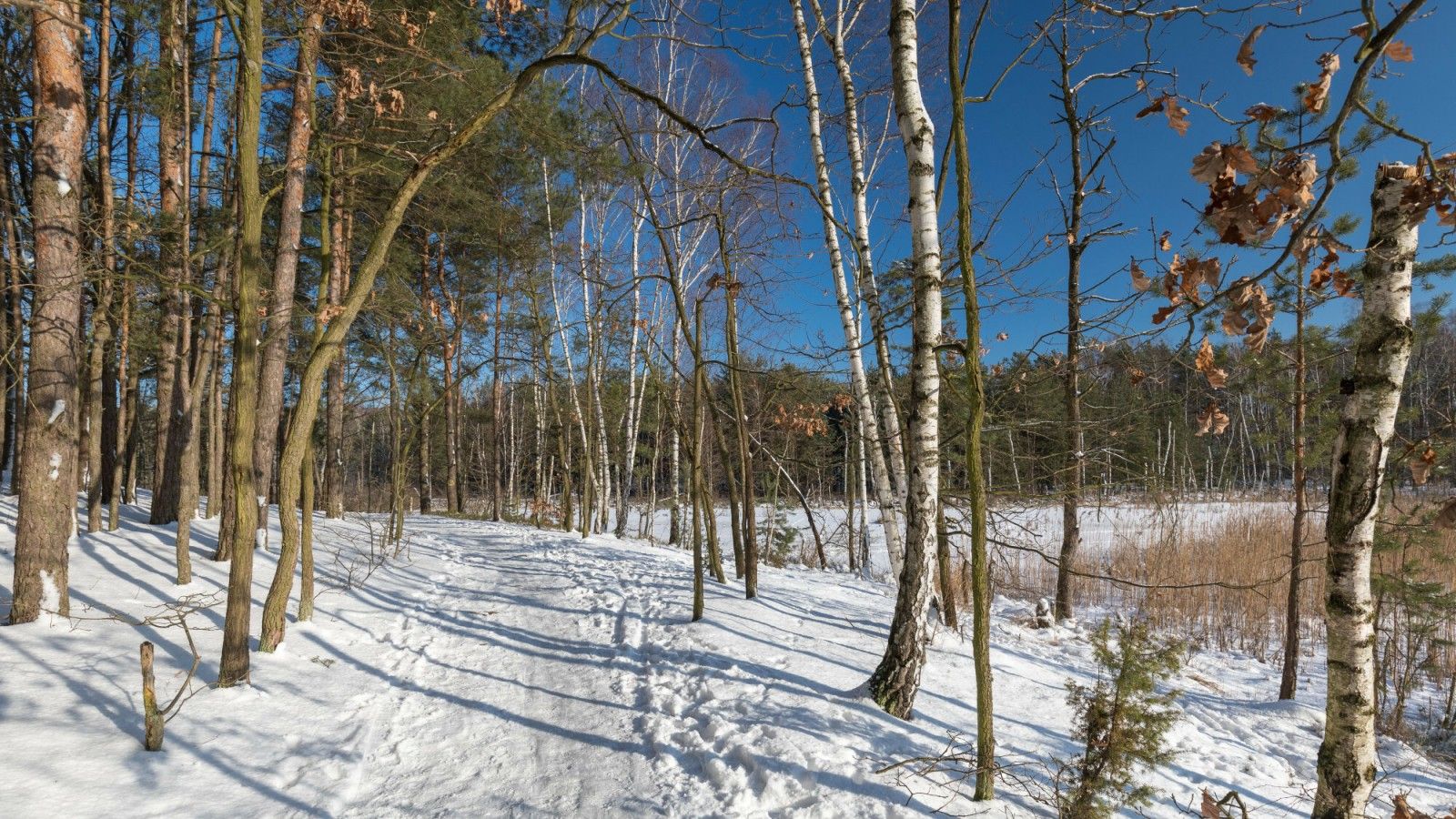 "Truchła martwych zwierząt". Nadleśniczy o groźnej chorobie w polskich lasach