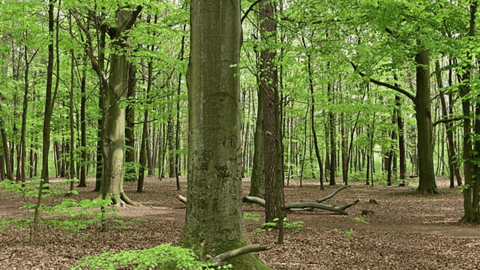 Ciało aktora znaleziono przed laty w lesie. Przed śmiercią brał udział w libacji. Tak wyglądały jego ostatnie chwile!