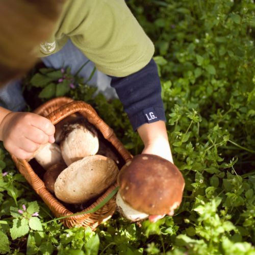 Czy lasy będą zamknięte na długi weekend? Jest komunikat od Lasów Państwowych