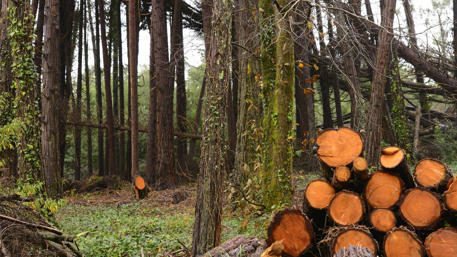 Właśnie mija kluczowy termin dla podatników, czas tylko do 15 kwietnia. Trzeba zapłacić dwa podatki
