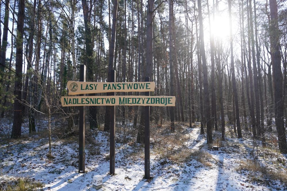 Polacy ruszają do lasów po „leśne złoto”. Niewielu wie, że mogą mieć kłopoty