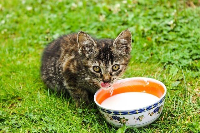 Dlaczego kot pije wodę z kranu