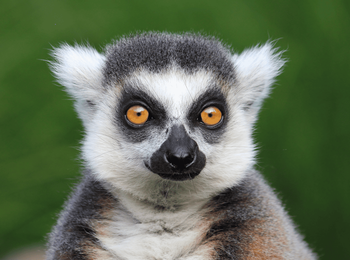 lemur