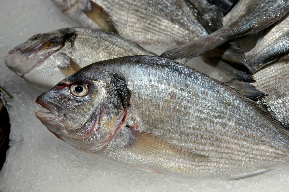 Ceny karpia na Boże Narodzenie 2025. Polacy znaleźli tańszą opcję