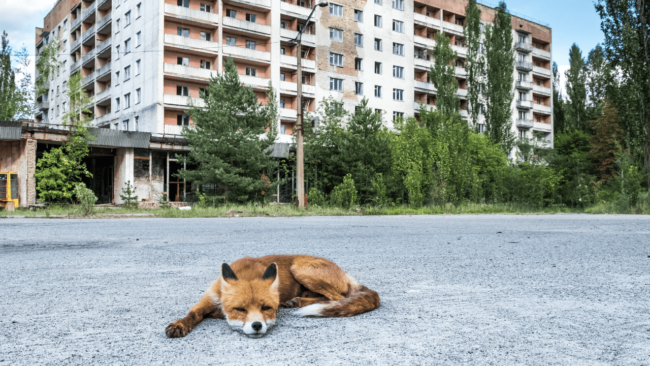 lis, Czarnobyl