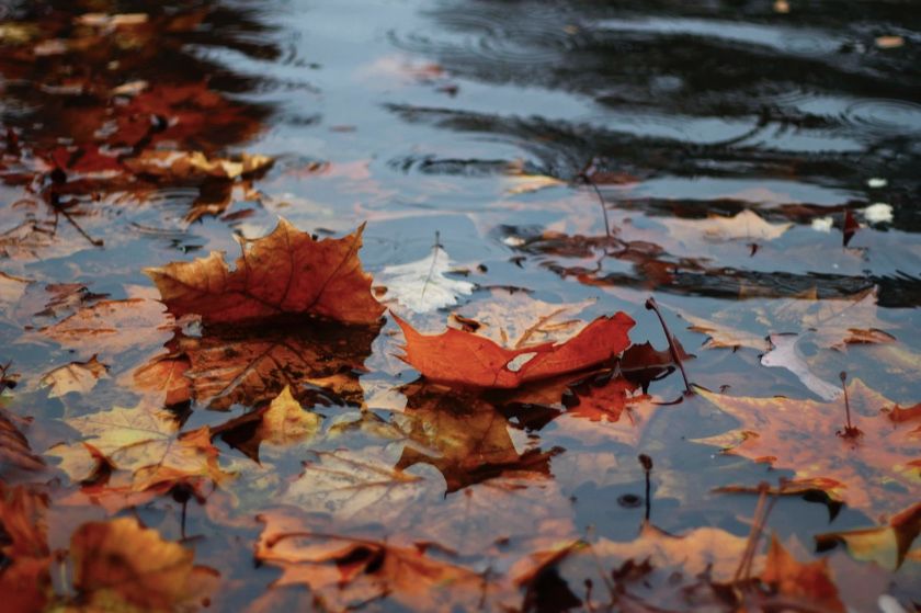 liście woda deszcz