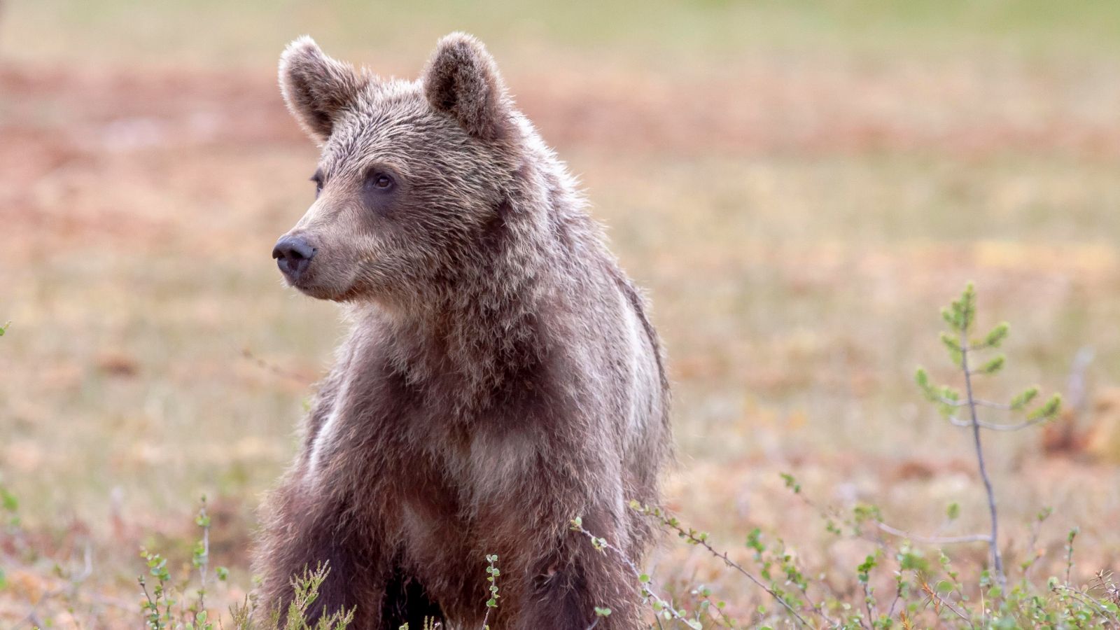 Atak niedźwiedzia w woj. podkarpackim. To kolejny taki przypadek