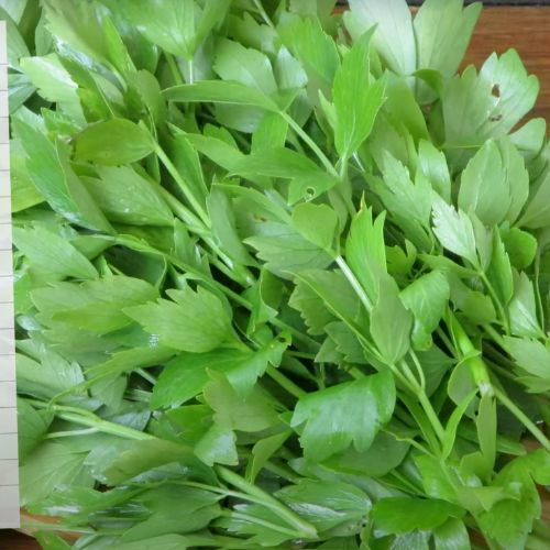 Pakuję lubczyk do słoików i robię najlepszą pastę. Bez żadnych konserwantów