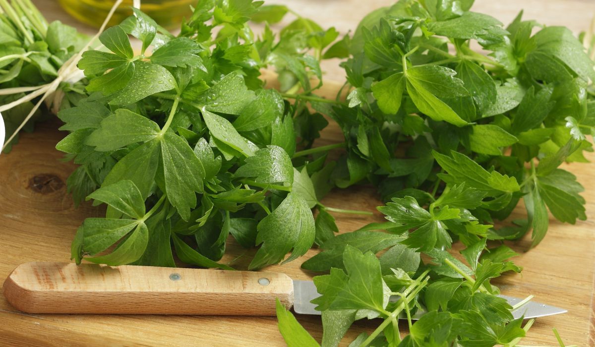 Zapomnij o mrożeniu lubczyku na zimę. Ten sposób jest 100 razy lepszy