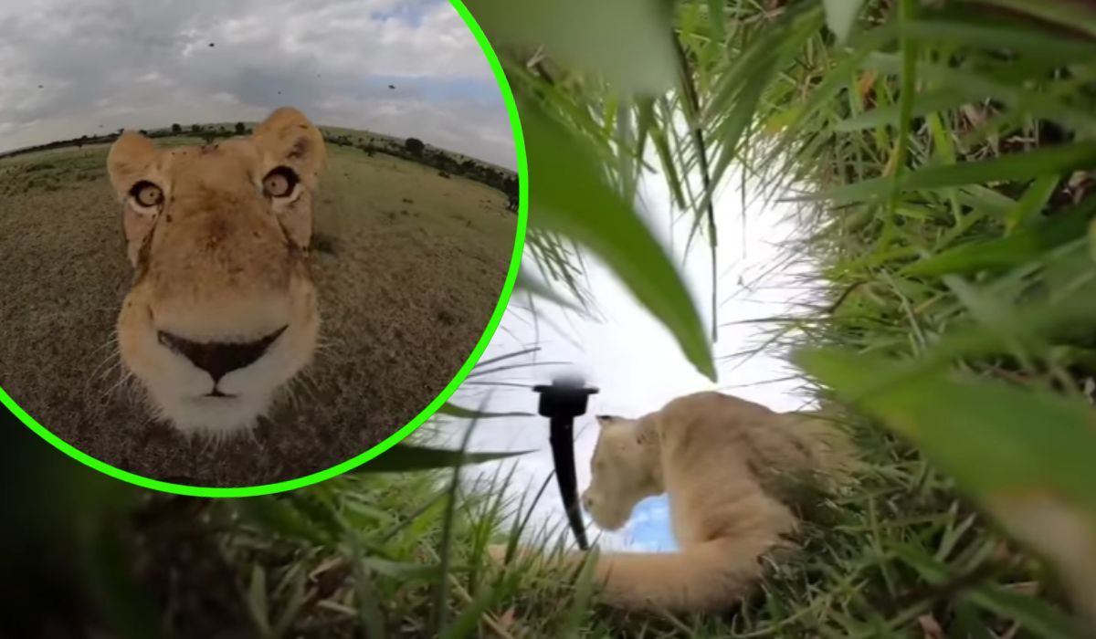 Przebiegła lwica przechytrzyła fotografa dzikiej przyrody