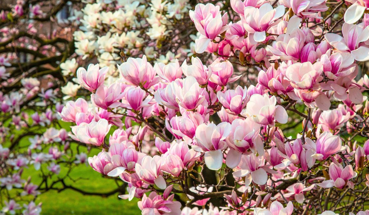 kwiaty na drzewach magnolii