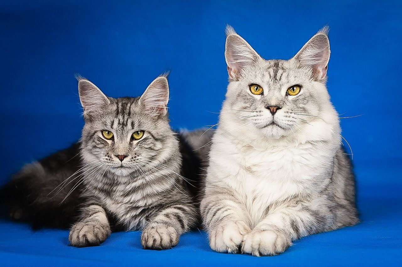 maine coon