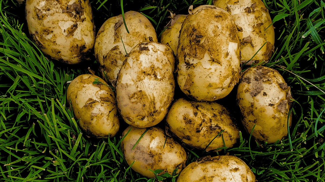 polskie ziemniaki 