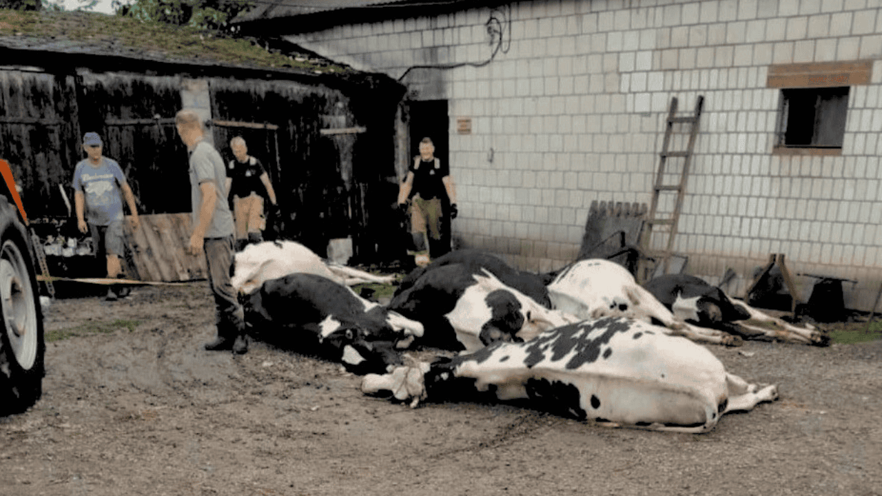 Piorun zabił im 8 krów. Rolnicy proszą o wsparcie finansowe 