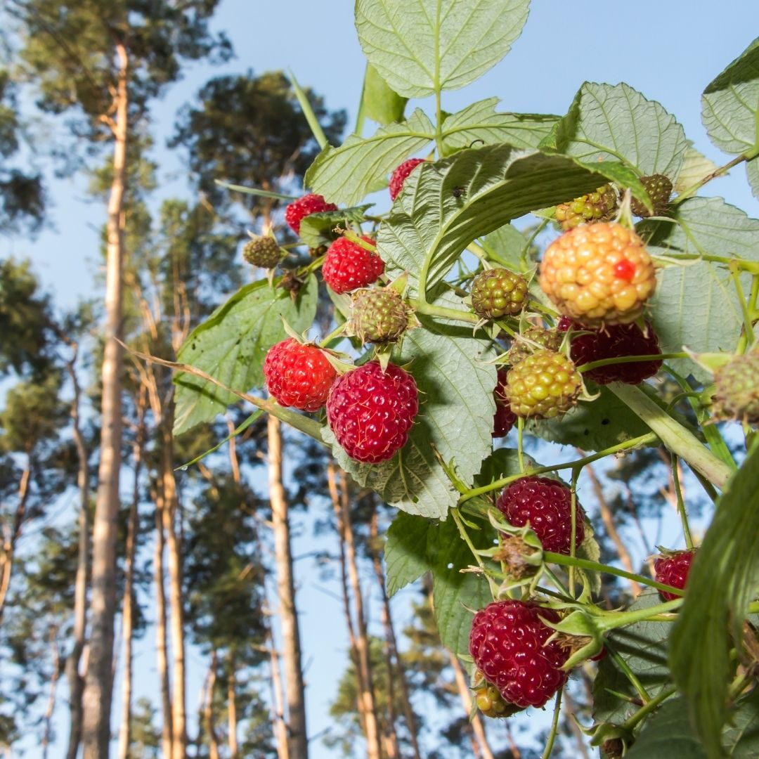 Taniej niż na targu i prosto z plantacji. Polacy ruszyli na samozbiory borówek