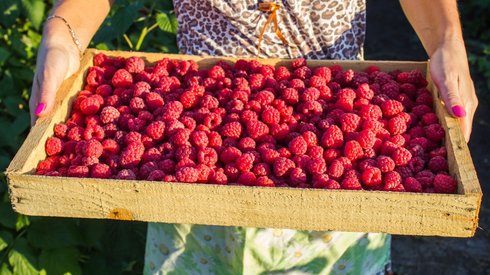 Wcale nie truskawki. Ceny innych owoców przyprawiają o zawrót głowy, nawet 80 zł/kg