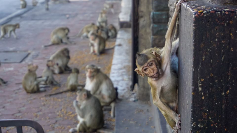 małpy na ulicach