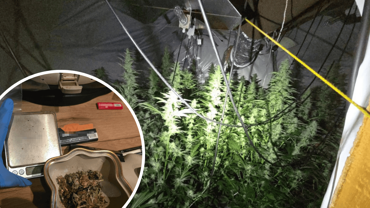 marihuana