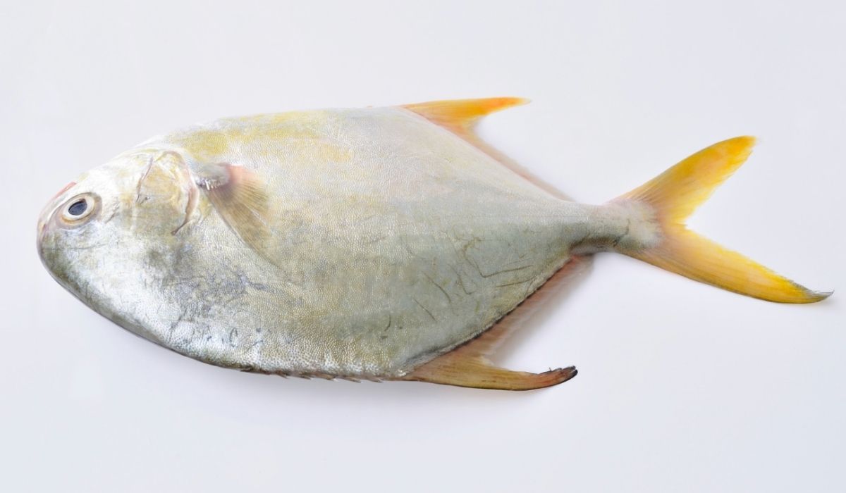 Najgorsza ryba wciąż trafia na talerze Polaków. Wiele krajów europejskich zakazało jej sprzedaży