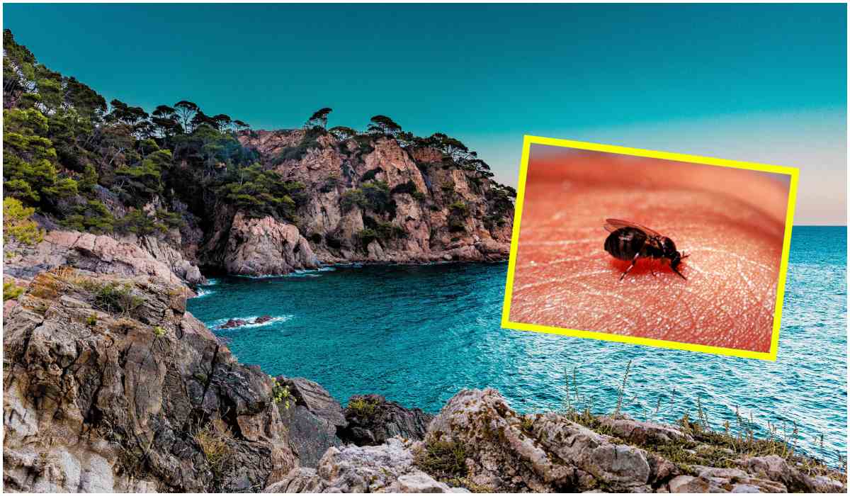 Plaga owadów opanowała uwielbiany przez turystów kraj