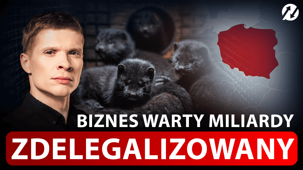 Zakaz hodowli zwierząt futerkowych. Ile naprawdę traci Polska?