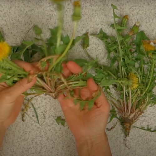 Babcia Ewa ma najlepszy przepis na miód z mniszka. Robię go co roku o tej porze