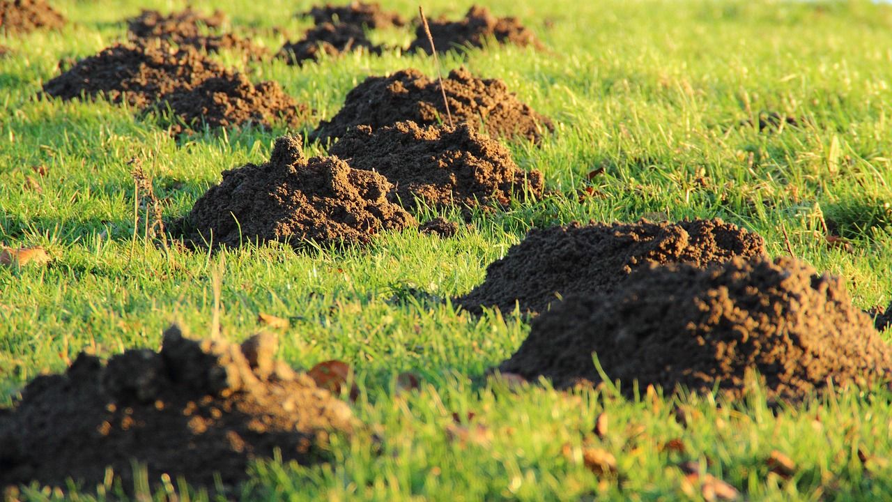 molehills-231386_1280.jpg