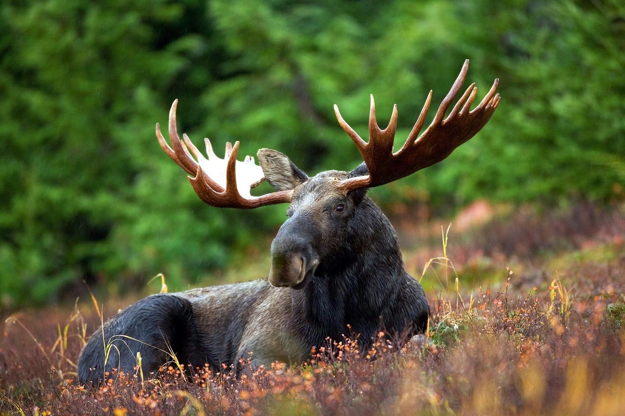 moose-70254_1280.jpg