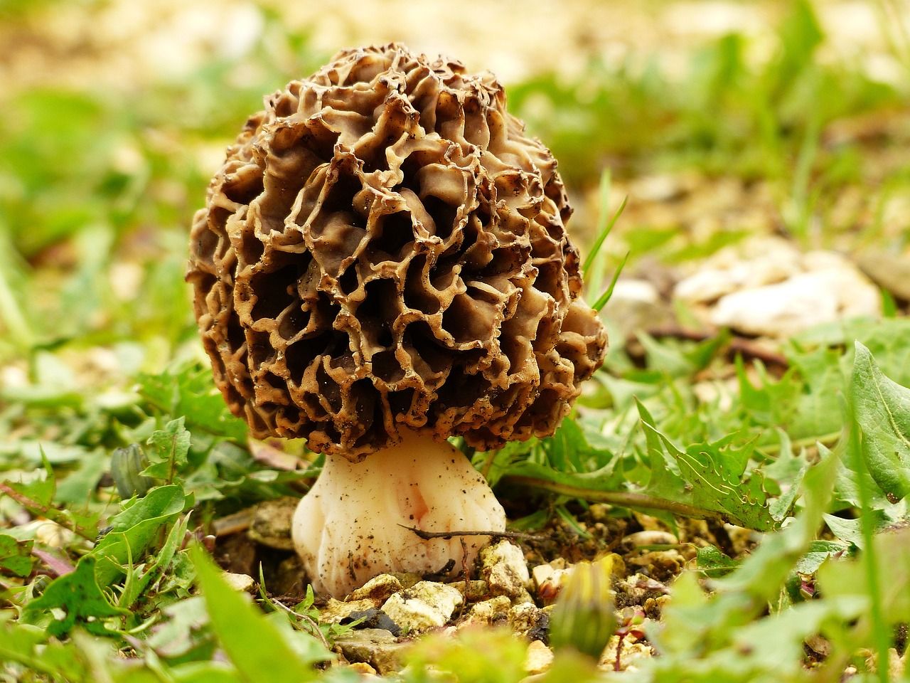 morel-1336524_1280.jpg