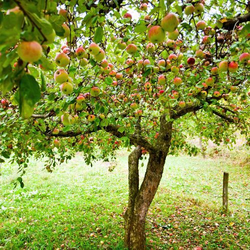 mszyce na drzewkach owocowych.jpg
