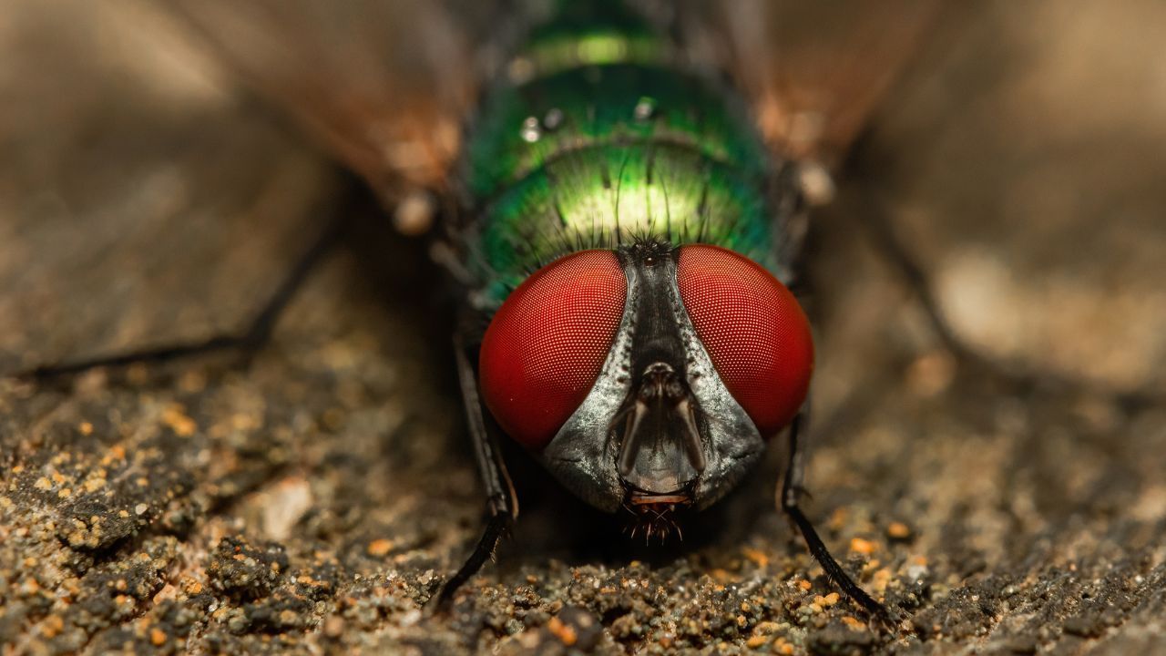 Ta mucha może żyć w ciele człowieka. Zdziwicie się, jak się tam dostaje