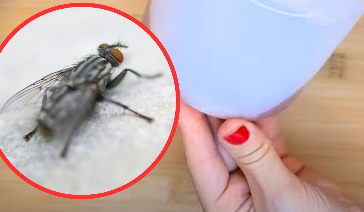 muchy i komary w domu
