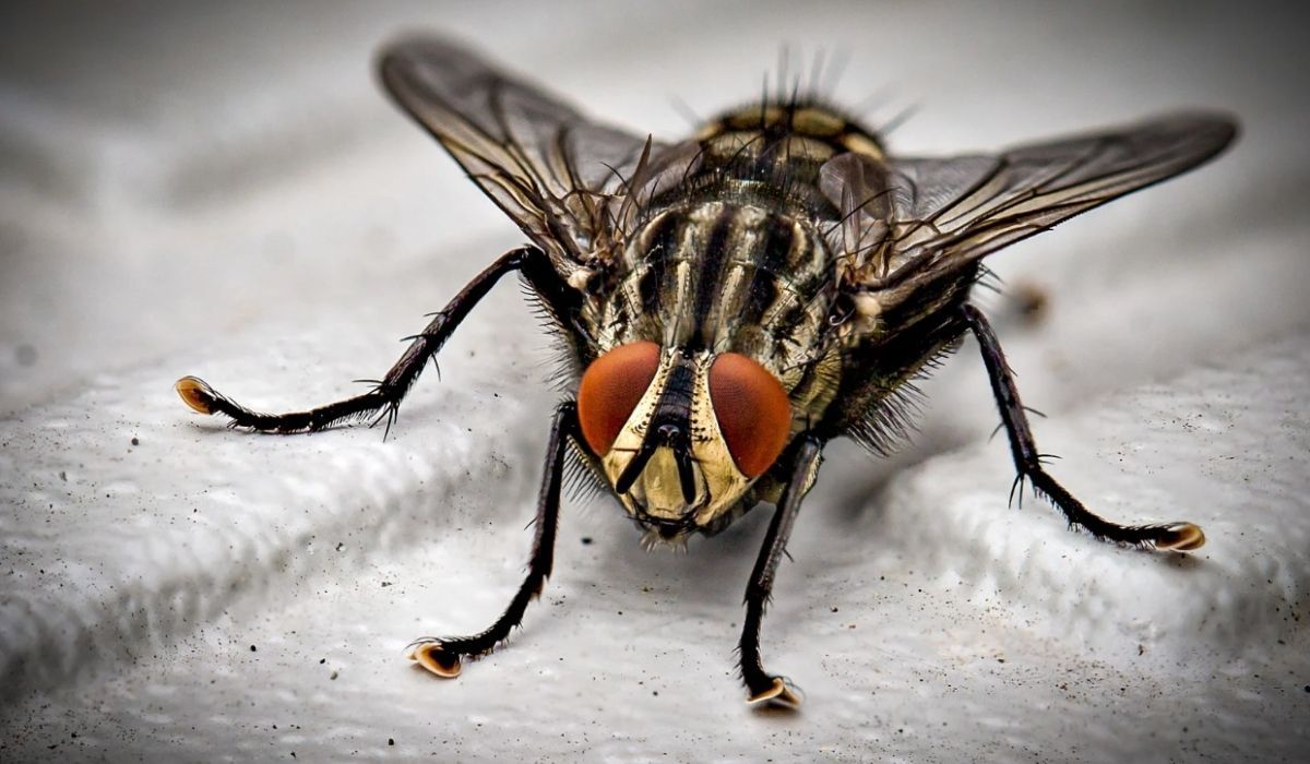 Łączę z wodą, to najprostszy patent na muchy. Nigdy więcej nie będą problemem w moim domu