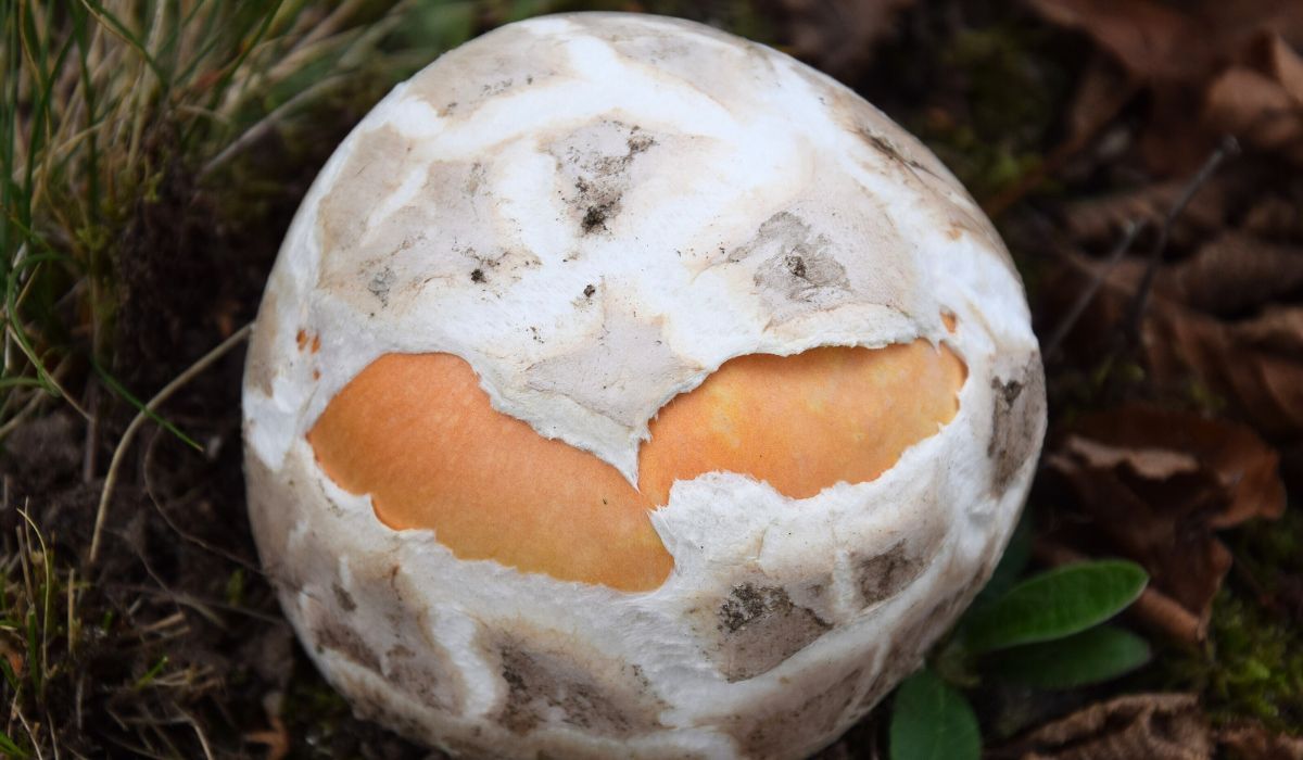 Święty Graal dla grzybiarzy. Ceniony już w starożytności, wygląda jak piłka