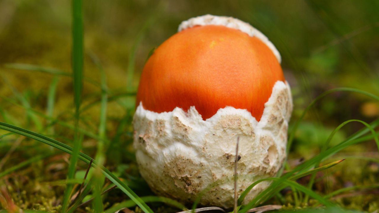 Polak znalazł "Świętego Graala" grzybiarzy. Kształtem przypomina jajko, wart nawet 600 zł za kg