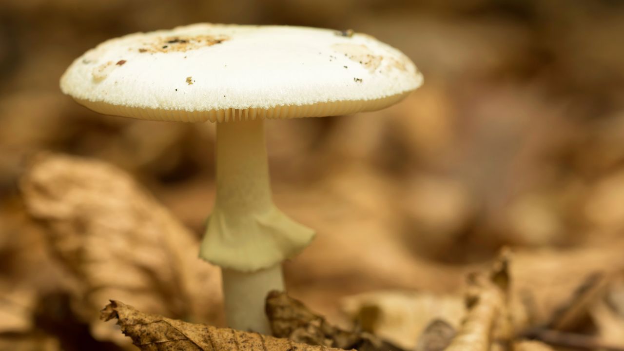 Pojedziesz do lasu na grzyby, możesz wrócić z grzywną 500 zł. Na grzybiarzy czekają niemałe kary