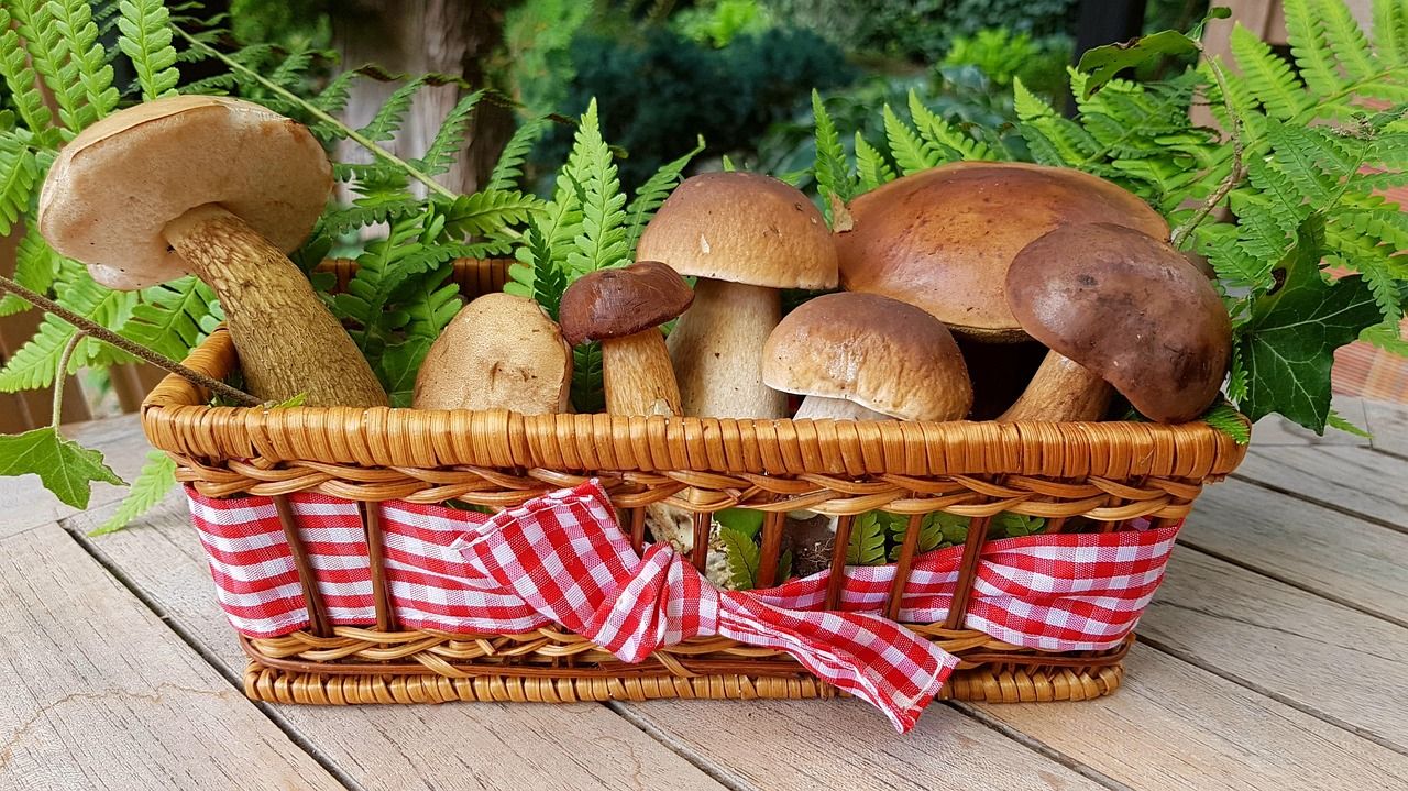 mushrooms-2678385_1280.jpg