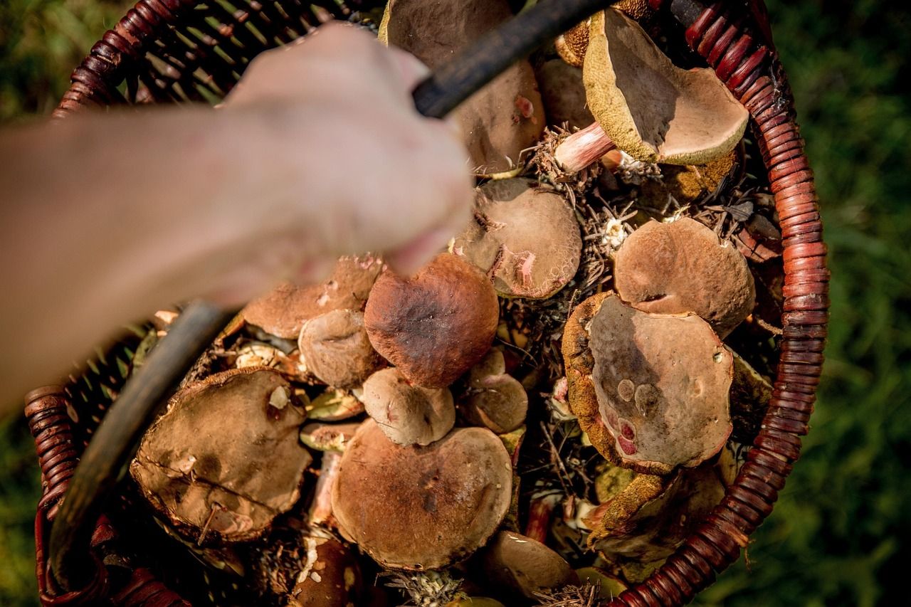 mushrooms-454174_1280.jpg