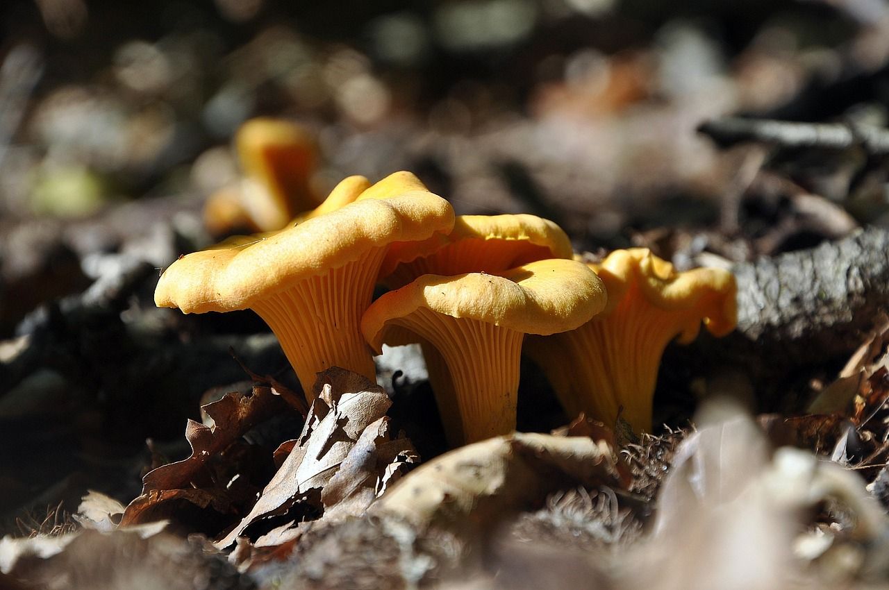 mushrooms-8246346_1280.jpg